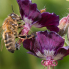 Geranium phaeum Samobar - Abriachan Nurseries, The Garden On Loch Ness